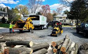 Best Tree Risk Assessment  in Apple Valley, MN